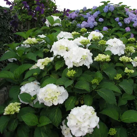 Aura Séjour chez l'habitant *